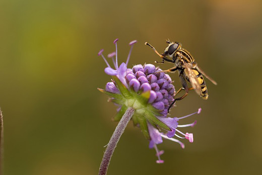 Pollenflug